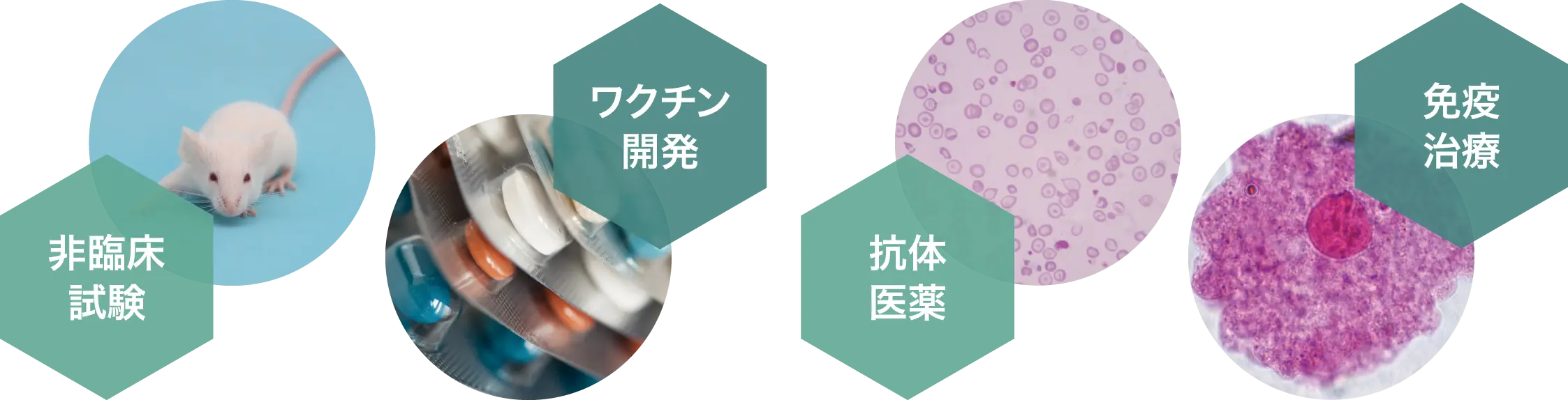 バイオ医薬品コース