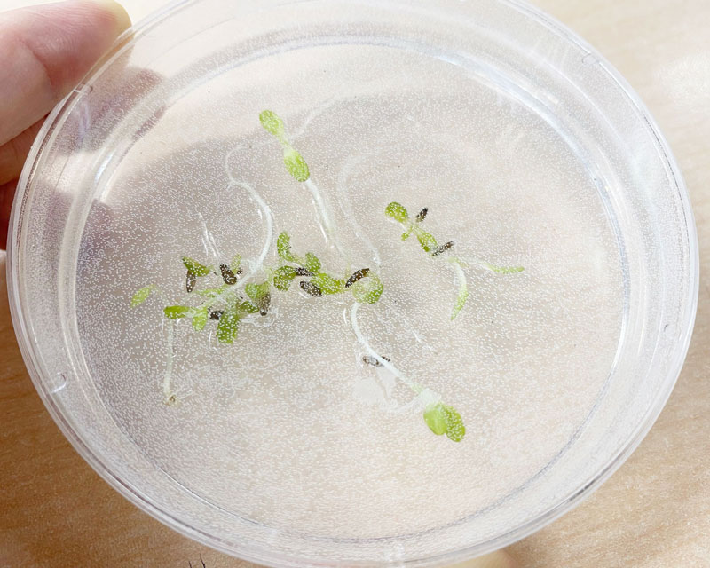 貴重なモデル植物の種子を使って！無菌播種に挑戦