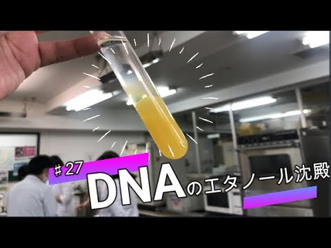 ♯27 DNAのエタノール沈殿